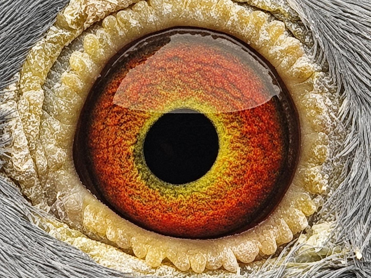 Pigeon eye